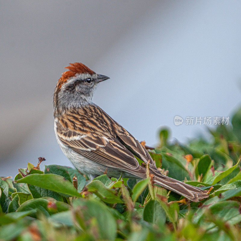 残酷的家庭，(Spizella passerina)，切麻雀。